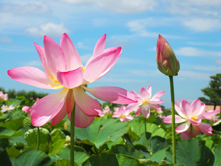 Obraz premium 空に向けて咲く蓮の花