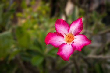 Adenium Obesum