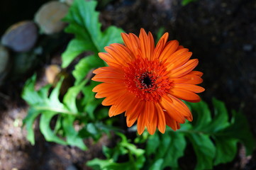 Ruby Red Grebera Daisies