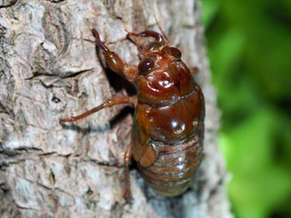 木に登る蝉の幼虫