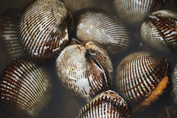  Cockles 