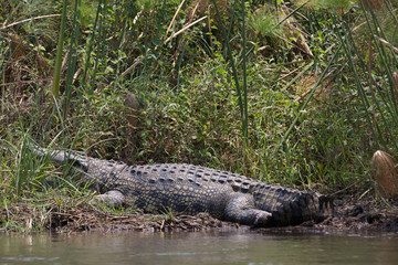 crocodile in africa at the river