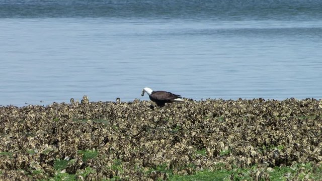 Adult Bald Eagle (Haliaeetus leucocephalus) picks up a fish from an oyster bed then takes off, flying out of frame.