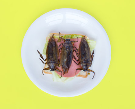 A big beetle on toast on plate. Offer of edible insects - fried cockroach on sandwich toast on yellow background.