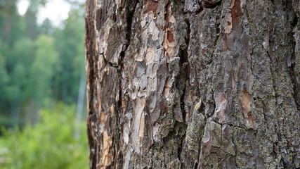Embossed tree bark in the forest