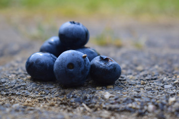 Frische Blaubeeren