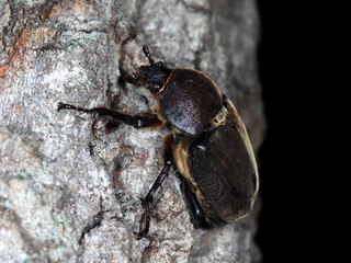 夜間のカブトムシの雌