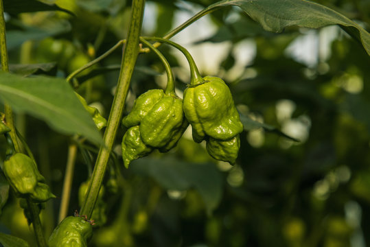 Green Trinidad Scorpion Hot Peppers On Plant