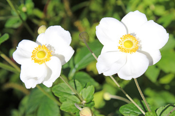 白いシュウメイギク