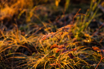 Fototapeta na wymiar Early frozen morning. Beautiful leaf of the red ashberry and yellow grass are covered by frost. Warm light goes from a sunrise sky.