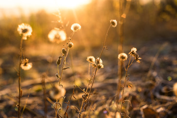 Early frozen morning. Warm light goes from a sunrise sky. Dry fall plants in golden light. Field flowers become a fluff.