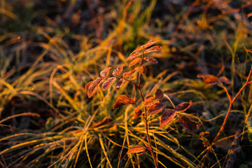 Early frozen morning. Beautiful leaf of the red ashberry and yellow grass are covered by frost. Warm light goes from a sunrise sky.