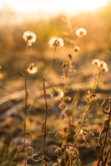Early frozen morning. Warm light goes from a sunrise sky. Dry fall plants in golden light. Field flowers become a fluff.