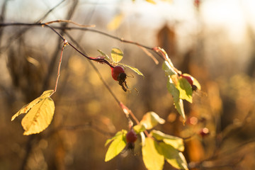 Early frozen morning. Sunlight goes through leaf of red briar. Warm golden light goes from a sunrise sky.