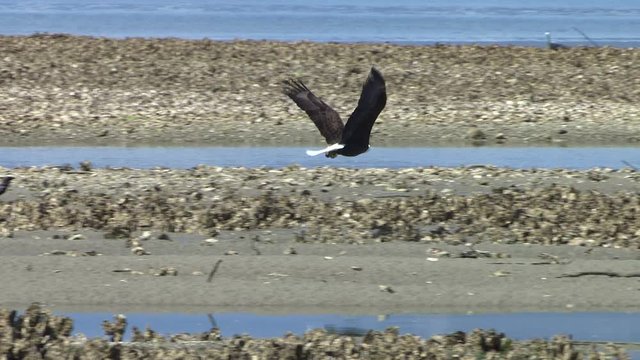 Adult Bald Eagle (Haliaeetus leucocephalus) takes off and flies out of frame.