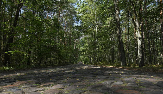 Kopfsteinpflaster auf einem Waldweg im Kampinoski Nationalpark bei Warschau / Polen