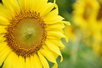 Obraz premium morning sunflower In the garden