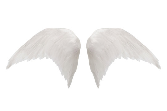 white wings isolated