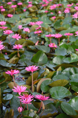 Pink lotus In garden morning
