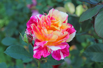 ピンクと黄色のバラ