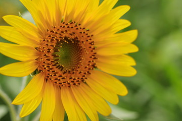 Sunflower field in japan