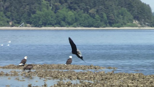 Tracking shot of an adult Bald Eagle (Haliaeetus leucocephalus) in flight coming in for a landing.
