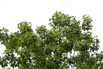 green treetop isolated on white background