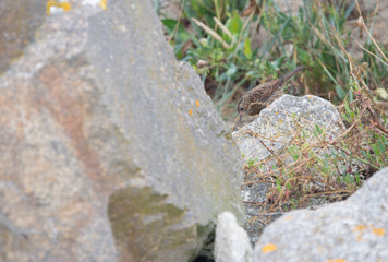 oiseau pipit des prés seul en lumière du jour en plan rapproché sur un rocher