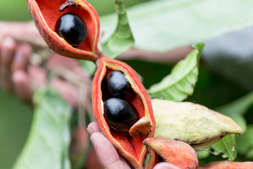 Sterculia monosperma, Chinese chestnut, Thai chestnut, Red Chestnut.