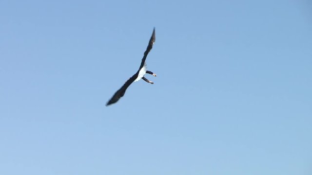 Tracking shot of an adult Bald Eagle (Haliaeetus leucocephalus) in flight.