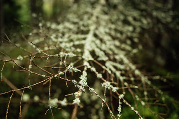 Beautiful view of the forest in the morning. Woody plants