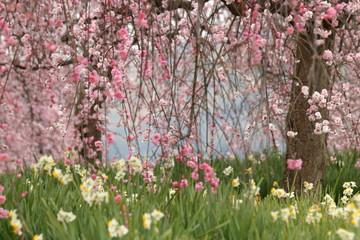 Obraz na płótnie Canvas weeping plum blossoms