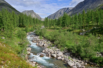 Fototapeta na wymiar The mountain stream, larch forest and mountains in summer day. Nature landscape. Subarctic Ural, Komi, Russia.