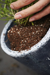 Planting rosemary herb 