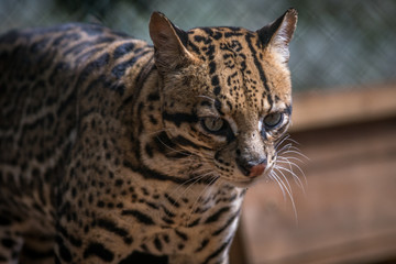 Jaguatirica / Ocelot (Leopardus pardalis)