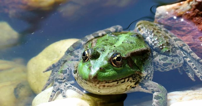 Green Frog In The Water. Close Up Portrait Of Iberian Green Frog, Also Known As Iberian Water Frog Or Coruna Frog (Pelophylax Perezi) - DCi 4K Resolution
