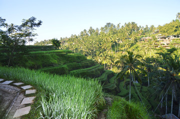 Tegalalang Reisterrassen Reisfelder Bali, Indonesien, Ubud