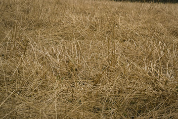 Stoppfelfeld und Wald