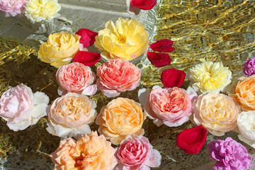 水に浮かぶ薔薇
