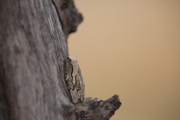 african frog on a tree