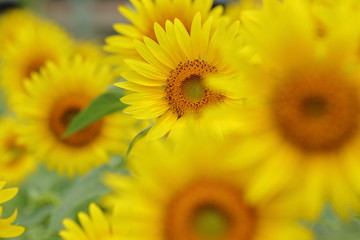 Fototapeta premium Sunflower field in japan