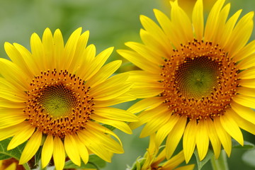 Sunflower field in japan
