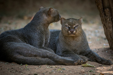 Fototapeta premium Gato Mourisco / Jaguarundi (Puma yaguarondi)