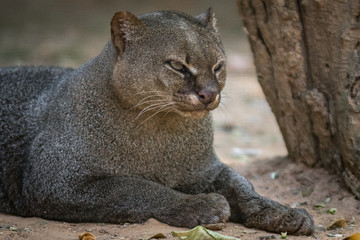 Gato Mourisco / Jaguarundi (Puma yaguarondi)