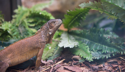 Close-up of Green Iguana. Reptile Portrait.