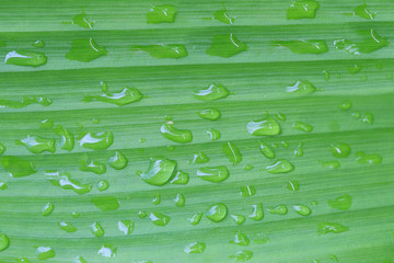 Bright green leaves and have droplet water in the morning air.