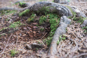 Moss