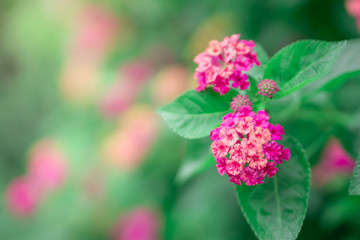 close up beautiful purple Lantana camara flower blooming in a garden in spring season 