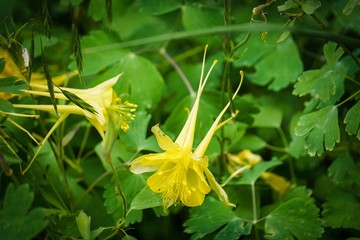 golden columbine flowers