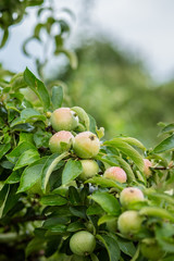 Organic apples hanging from a tree branch